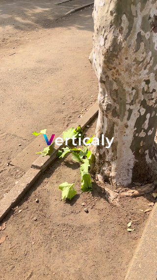 新芽を出す植物