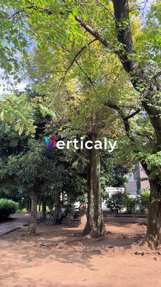 公園の木々と自転車、爽やかな午後