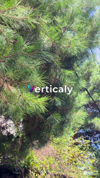 新緑の木漏れ日、清々しい