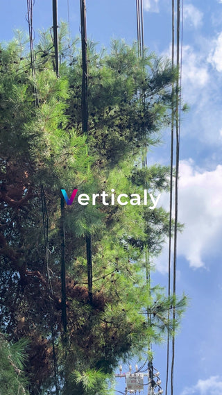 電線と木、青空の下で