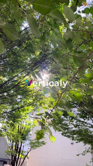 木漏れ日、緑輝く風景