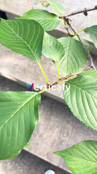 新緑の葉、輝く生命力