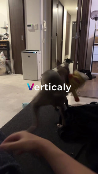 犬と遊ぶ、くつろぎ時間