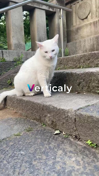 階段で寛ぐ白猫、穏やかな午後
