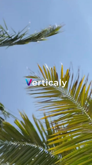 ヤシの葉、夏の陽射し