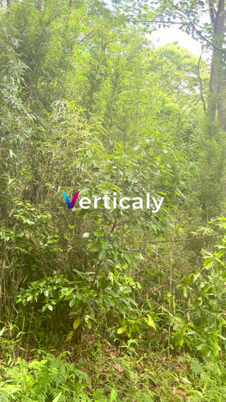 緑豊かな森の風景