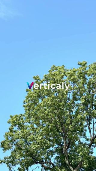 青空と緑の葉、爽やかな夏