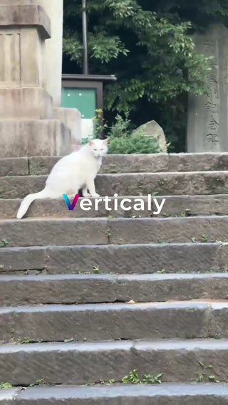 階段に佇む白猫