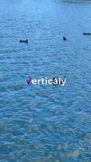 水面に浮かぶ鳥たち