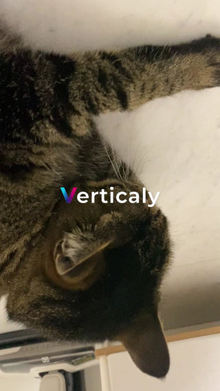 猫の耳、アップで観察