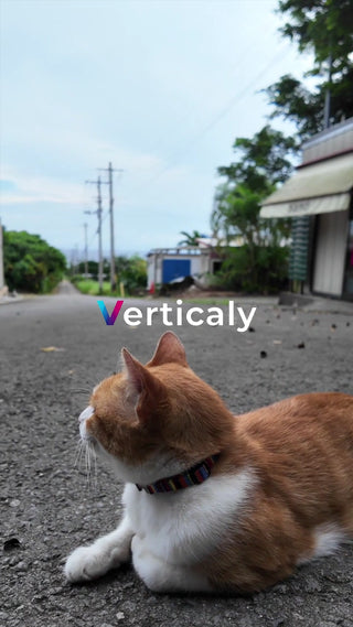 猫と道、午後の散歩