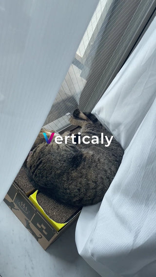 猫がまどろむ窓辺