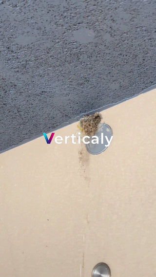 鳥の巣とコイン