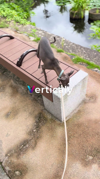 公園散歩、犬と寄り道