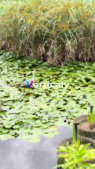 睡蓮と水鳥、静かな午後