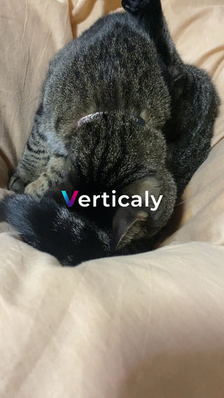 猫が丸まって休む、穏やかな午後