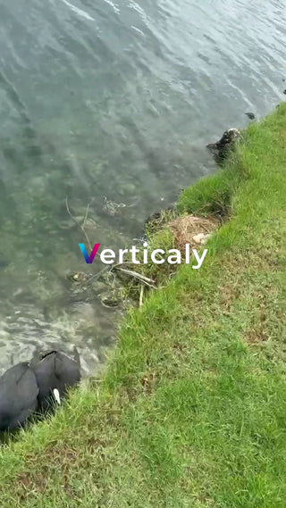 水辺の鳥たち、穏やかな午後