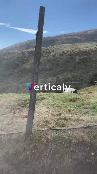 牧草地でのんびり牛