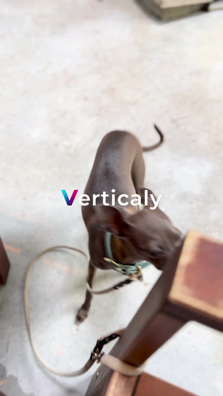 愛犬と過ごす午後