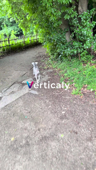 公園散歩、愛犬と穏やかな時間