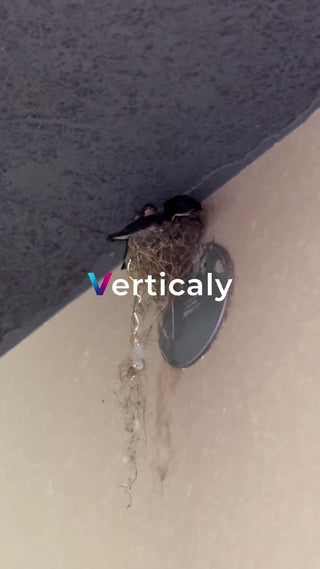 鳥の巣、ひな鳥のいる風景