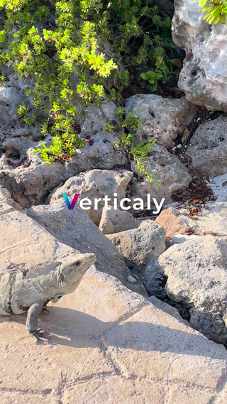 イグアナ、岩場で日向ぼっこ