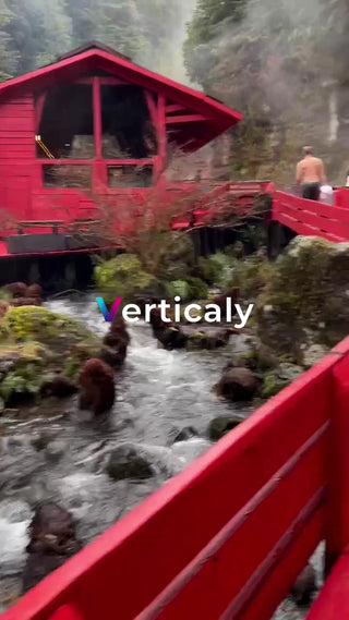 清流を泳ぐカモたち