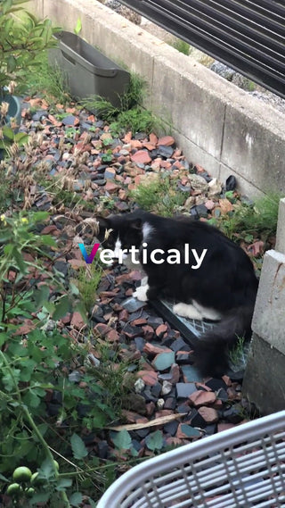 猫と石畳のある風景