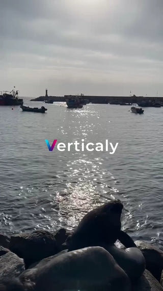 海辺でくつろぐアシカ