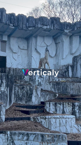 白熊、岩場を見上げる