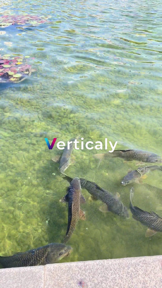 水面に佇む魚たち