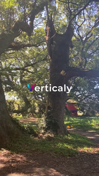 木漏れ日の公園散歩