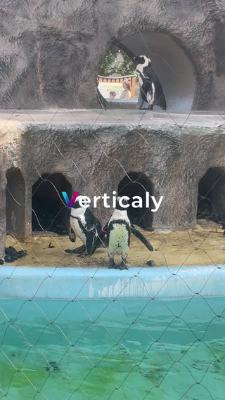 ペンギンたちの水族館