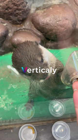 愛らしいカワウソ、お食事タイム