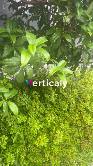 新緑の庭、雨上がりの風景