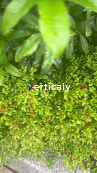 緑葉と木漏れ日、夏の情景