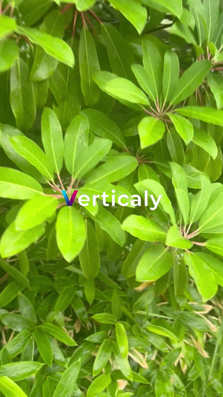 新緑の葉、鮮やかな風景