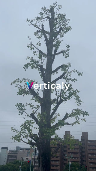 都会の樹木、空を見上げて