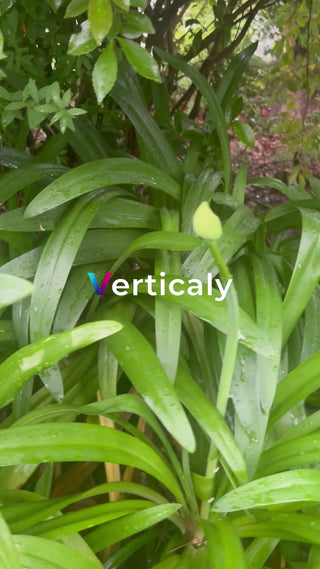 新緑の中で咲く花