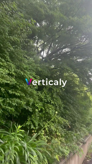 緑豊かな木々、木漏れ日