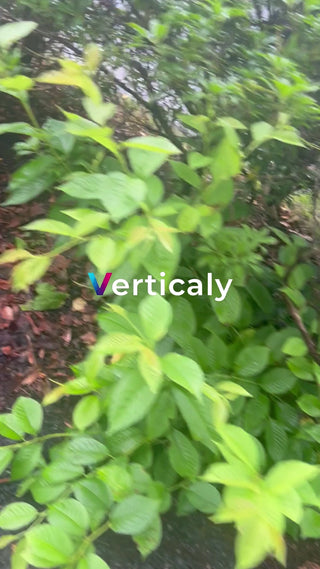 新緑の中を散歩