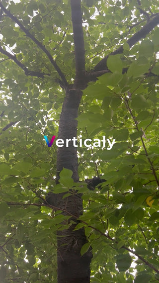 新緑の木漏れ日、爽やかな風景