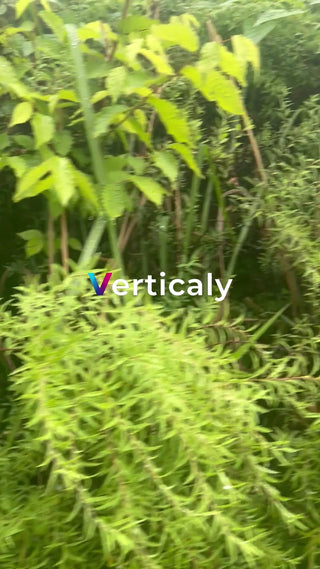 緑の中で輝く葉