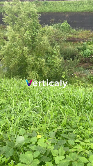 緑豊かな草木の風景