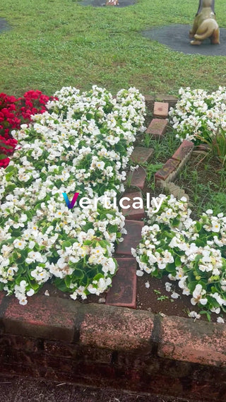 花壇の白い花、咲き誇る