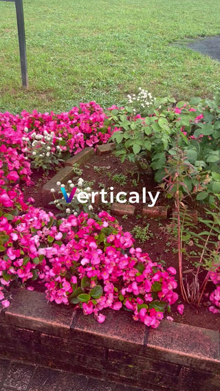 ピンクの花壇、鮮やかに咲き誇る