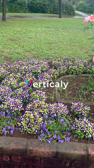 紫の花咲く庭園