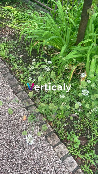 草木の隙間、石畳の道