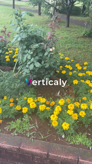 花咲く庭園、鮮やかな彩り