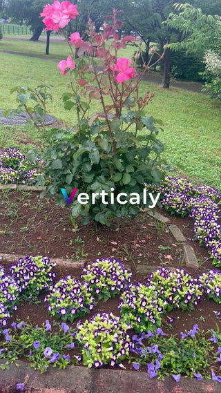 ピンクの花咲く庭